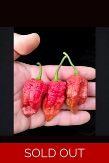 ghost yaki scorpion douglah choco (f5) -> (F6) 10+ SEEDS