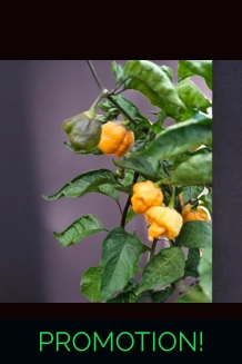 BBM x Pockmark O. Orange (f5) ->  (f6) 10+seeds