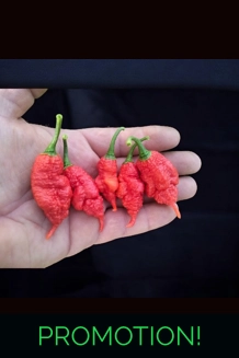 Faddas Poison Tail Red (f6) -> (f7)  (10+seeds)