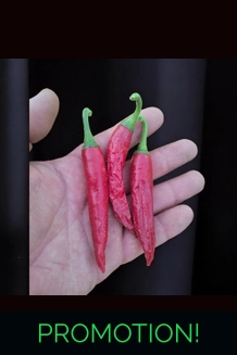 Jalapeno Surprise red (f3) -> (f4) (10+seeds)