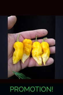 Ghost Yaki Perfume Yellow (f4)  -> (F5) (10+seeds)