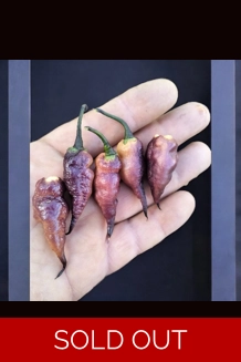 Sweet Purple peach (f7) -> (f8)  (10+seeds)