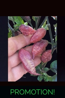 CRAZY BOY pink cream (f7) -> (f8) (10+seeds)