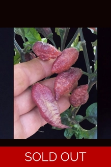 CRAZY BOY pink cream (10+seeds)