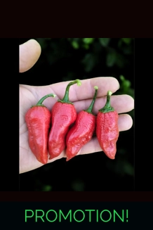 Jalapeno Big Mama red (f3)->(f4)  (10+seeds)