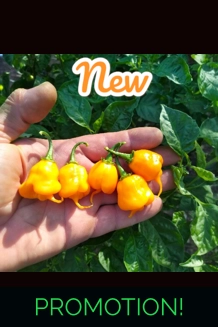 Faddas Reaper Perfume Orange (f4)->(f5) 10+seeds
