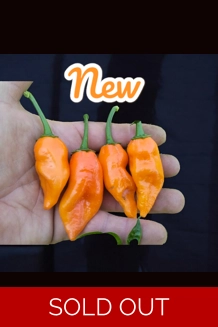 Jalapeno Big Mama Orange (f3) -> (f4) 10+seeds