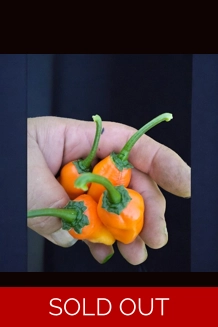 Jalapeno Big Mama Orange (f4) -> (f5) 10+seeds