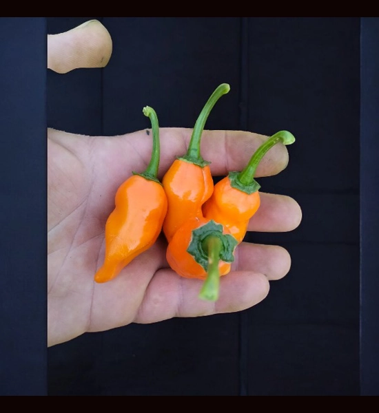 Jalapeno Big Mama Orange (f4) -> (f5) 10+seeds