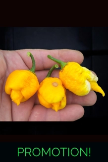 DEATH SPIRAL MORUGA YELLOW (f6) -> (f7)  (10+seeds)