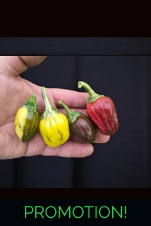 Candy Cane chocolate cherry variegated  (10+seeds)