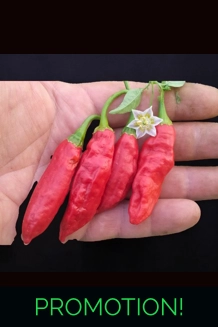 Cumari Colorado FP Red (f6) -> (f7) 10+ seeds