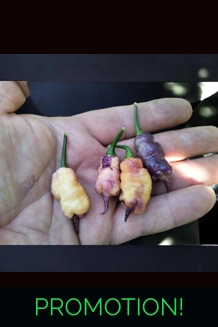 Reaper Pink peach  (10+seeds)