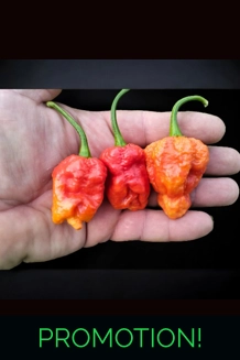 Ghost Yaki scorpion douglah red (f4) -> (f5)  (10+seeds)