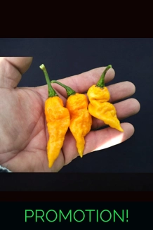 Faddas Big Yellow (f4) -> (f5)  (10+seeds)