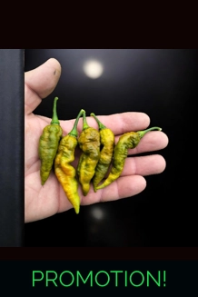 BBM x Faddas White  Mustard (f5) -> (f6) 10+seeds