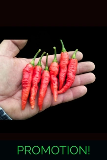 BBM X FADDAS W. Red (f4) -> (f5)   (10+seeds)