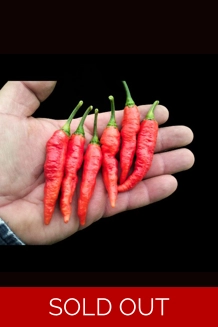 BBM X FADDAS W. Red (f5) -> (f6)   (10+seeds)