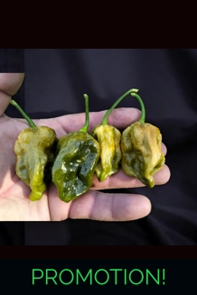 Ghost yaki Scorpion douglah Mustard (f4) -> (f5)  (10+seeds)