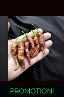 BBM X FADDAS W. Chocolate (f4)  -> (f5)  (10+see..