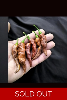 BBM X FADDAS W. Chocolate (f5)  -> (f6)  (10+see..