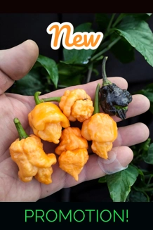BBM x Pockmark O. Orange (f4) ->  (f5) 10+seeds