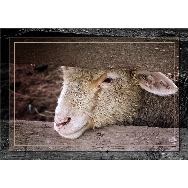 Lonely Sheep Lonely Sheep