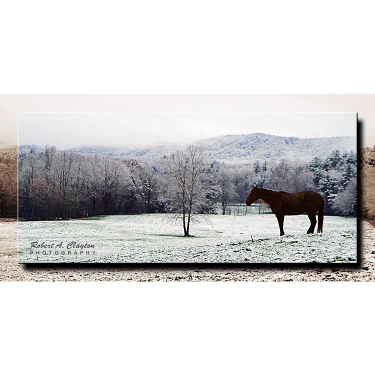 Cades Cove - Winter Horse Cades Cove - Winter Horse