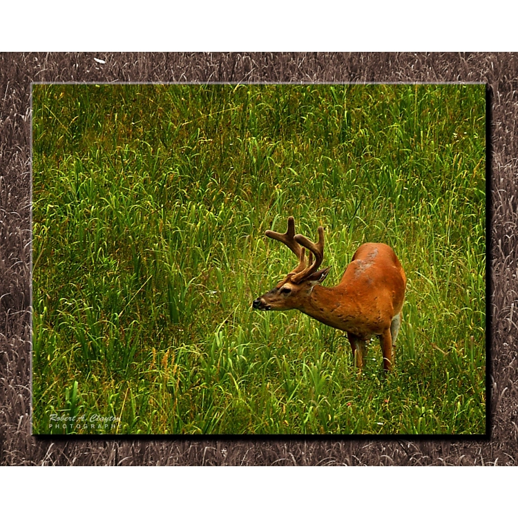 Cades Cove Deer Cades Cove Deer