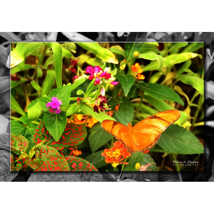 Colorful Flowers & Butterfly Colorful Flowers & Butterfly
