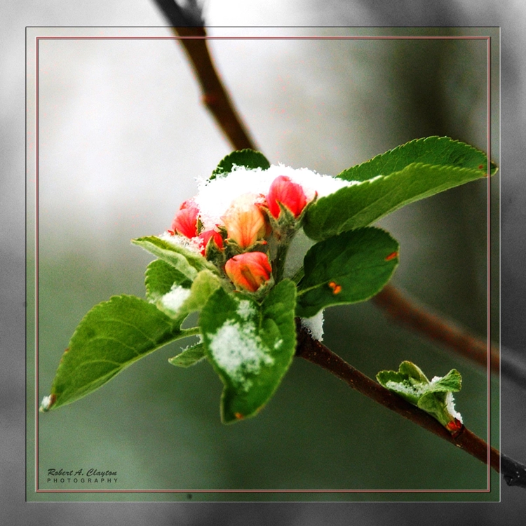 Early Blossom Early Blossom