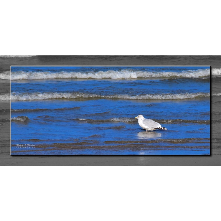 East Harbor Gull