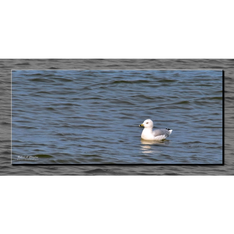 Floating Gull