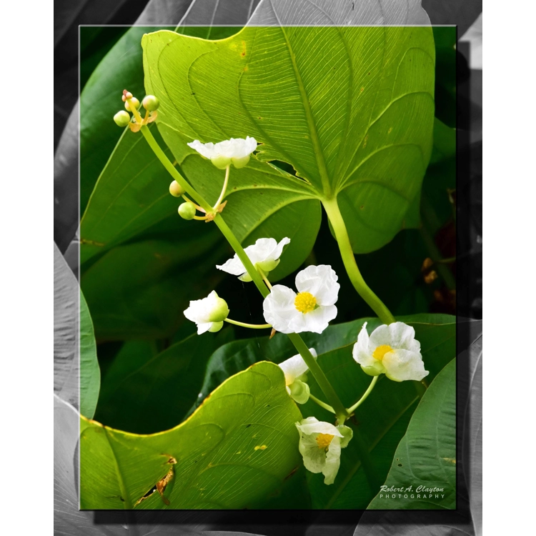 Flowers (1565b) Flowers (1565b)