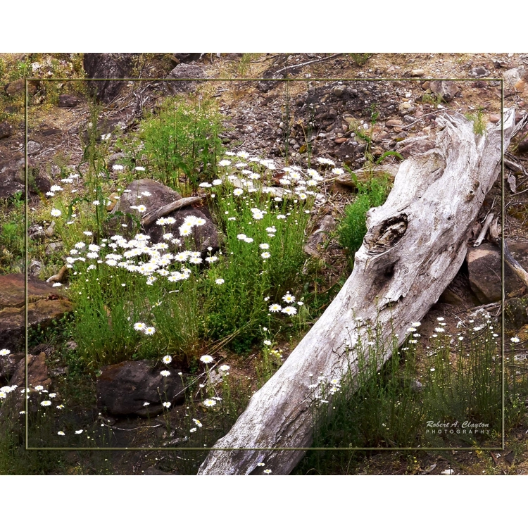 Flowers & Wood Flowers & Wood
