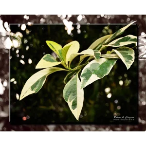 Foliage (0067b)