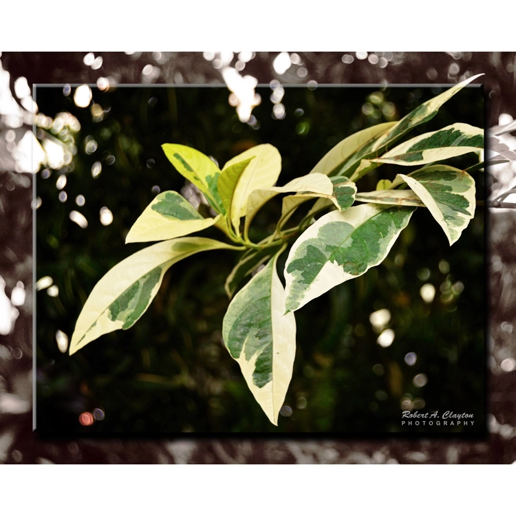 Foliage (0067b) Foliage (0067b)