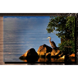 Herron on the Rocks