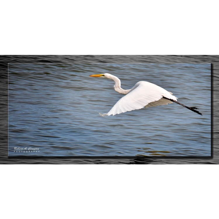 Great Egret in Flight