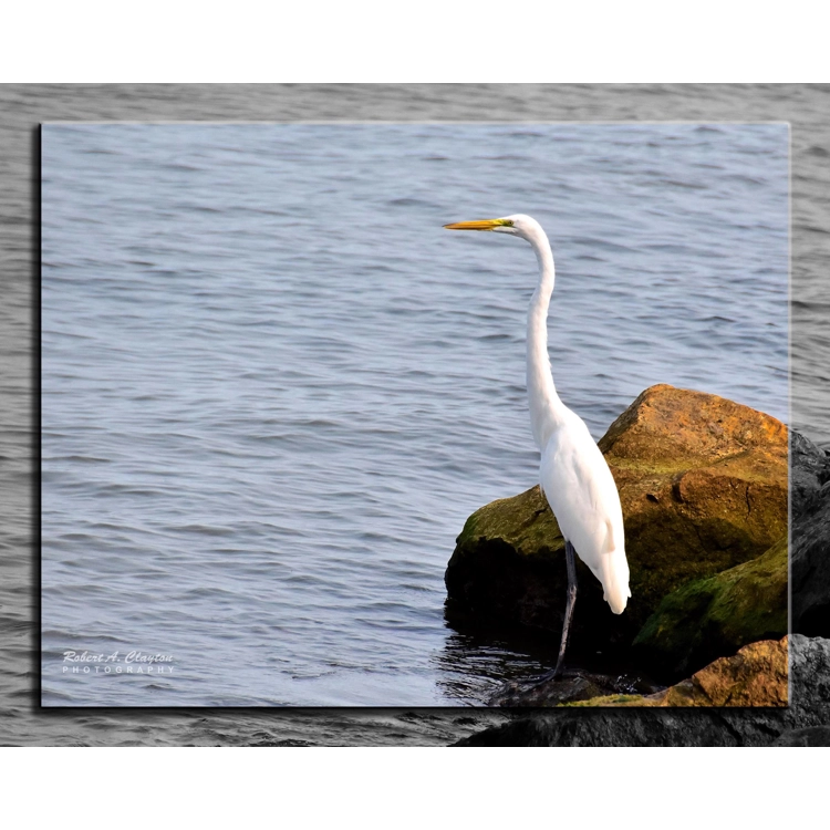Great Egret on Lake Erie Shore