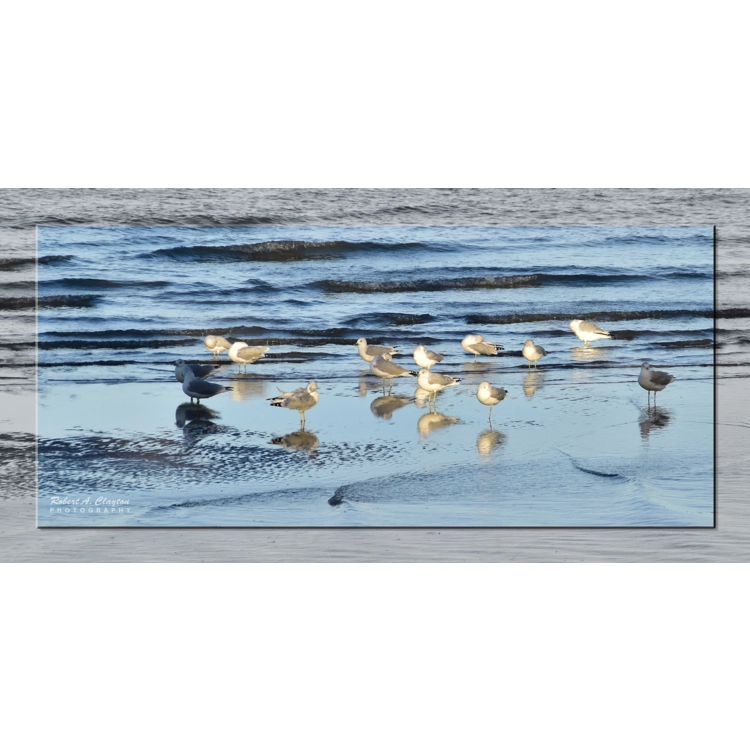 Gulls Gathering