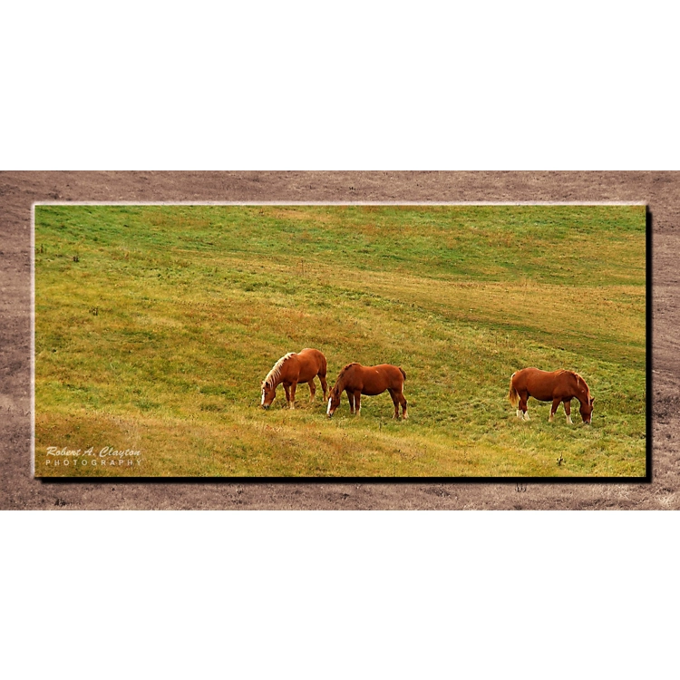 Hillside Horses Hillside Horses