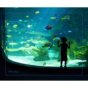 I See Fish