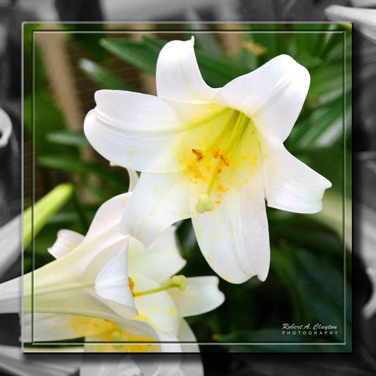 Lilly