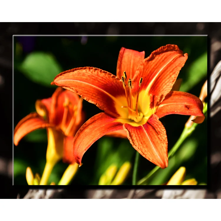 Orange Lilly
