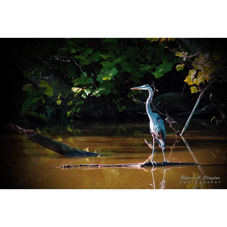 Lake Loramie Egret