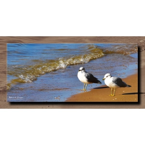 Morning Gulls