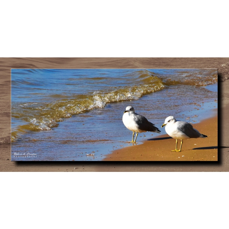 Morning Gulls