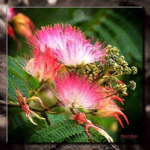 Pink Siris