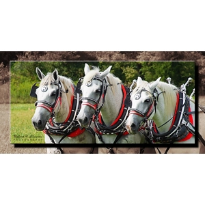 3 Horse Hitch